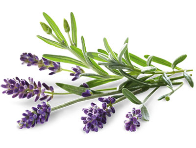 Lavendel