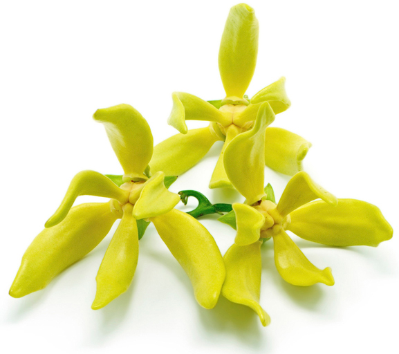 Ylang Ylang