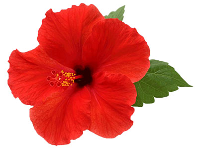 Hibiskus